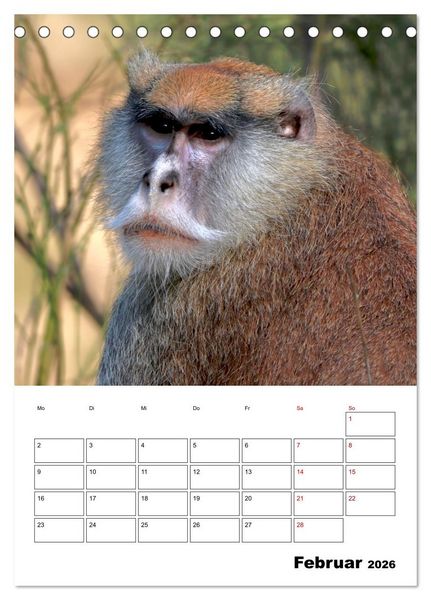 Produktbild: Augenblick der Affen 2026 (Tischkalender 2026 DIN A5 hoch), CALVENDO Monatskalender
