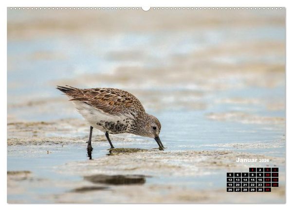 Produktbild: Die Vogelwelt der &Auml;u&szlig;eren Hebriden (hochwertiger Premium Wandkalender 2026 DIN A2 quer), Kunstdruck in Hochglanz