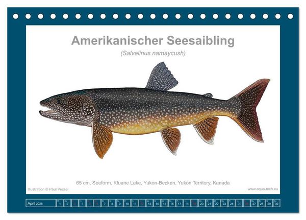 Produktbild: Fisch als Kunst 2026: Amerikanische Saiblinge (Tischkalender 2026 DIN A5 quer), CALVENDO Monatskalender