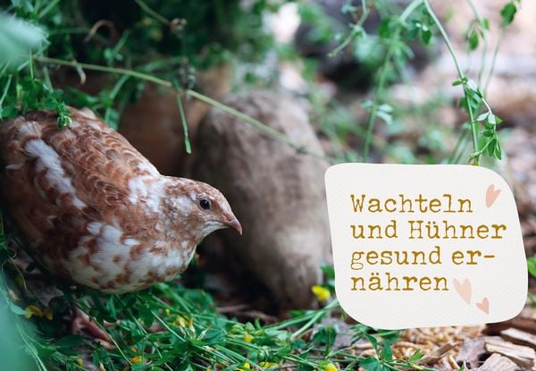 Produktbild: Was sucht das Huhn im Kr&auml;uterbeet?