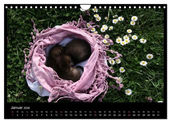 Produktbild: Marderkinder (Wandkalender 2026 DIN A4 quer), CALVENDO Monatskalender