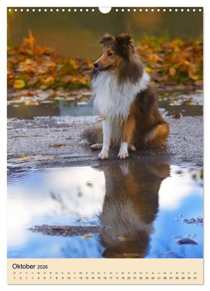 Produktbild: Mit Shelties durchs Jahr (Wandkalender 2026 DIN A3 hoch), CALVENDO Monatskalender