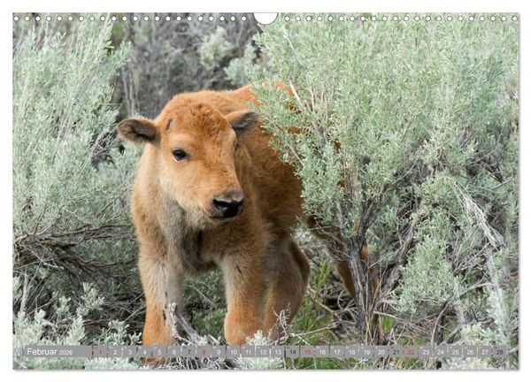 Produktbild: B&auml;r, Wolf und Co - Tiere Nordamerikas (Wandkalender 2026 DIN A3 quer), CALVENDO Monatskalender