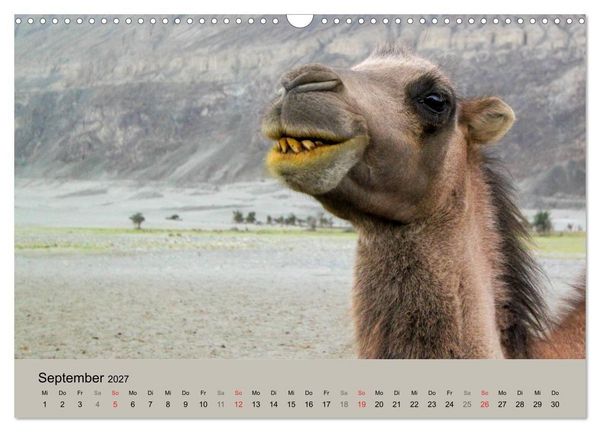 Produktbild: Kamel Portr&auml;t (Wandkalender 2027 DIN A3 quer), CALVENDO Monatskalender