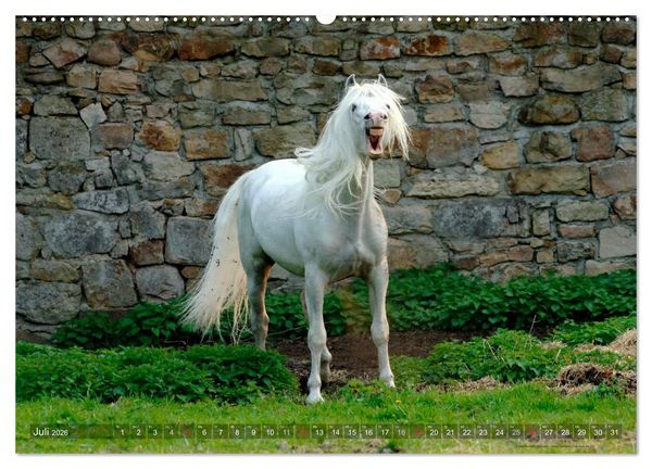 Produktbild: Edle spanische Pferde - Pura Raza Espanola (hochwertiger Premium Wandkalender 2026 DIN A2 quer), Kunstdruck in Hochglanz