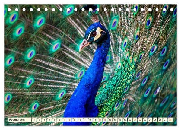 Produktbild: Sch&ouml;ner Pfau (Tischkalender 2026 DIN A5 quer), CALVENDO Monatskalender