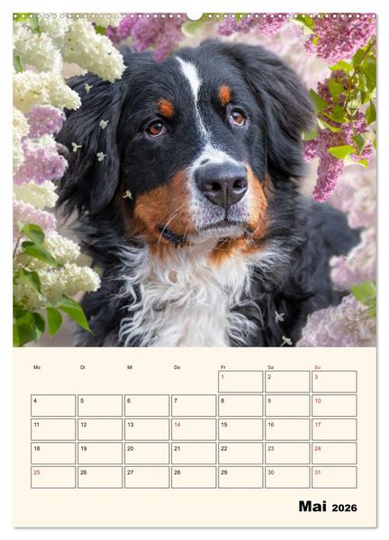 Produktbild: Traumhaft sch&ouml;n - Der Berner Sennenhund (Wandkalender 2026 DIN A2 hoch), CALVENDO Monatskalender