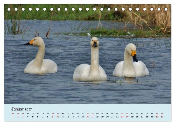 Produktbild: Faszination Zugv&ouml;gel - Rekorde in der Vogelwelt (Tischkalender 2027 DIN A5 quer), CALVENDO Monatskalender