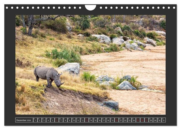 Produktbild: Das Wei&szlig;e Nashorn (Wandkalender 2026 DIN A4 quer), CALVENDO Monatskalender