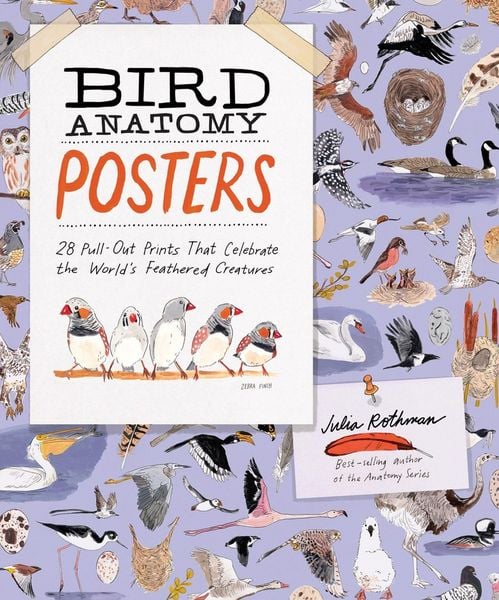 Produktbild: Bird Anatomy Posters