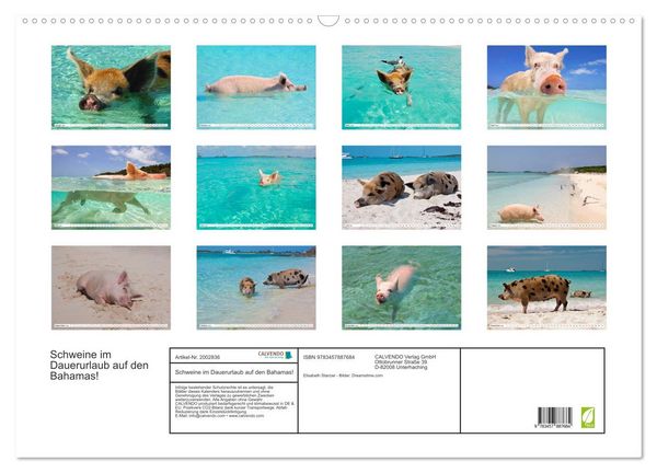 Produktbild: Schweine im Dauerurlaub auf den Bahamas! (Wandkalender 2026 DIN A2 quer), CALVENDO Monatskalender