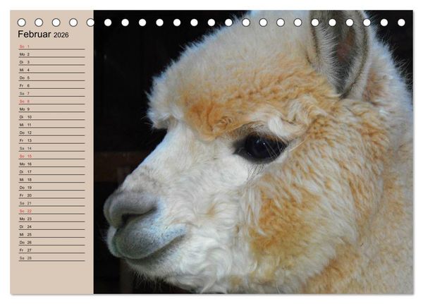 Produktbild: Alpakas und Lamas (Tischkalender 2026 DIN A5 quer), CALVENDO Monatskalender