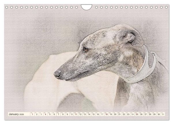 Produktbild: Whippets 2026 (Wall Calendar 2026 DIN A4 landscape), CALVENDO 12 Month Wall Calendar