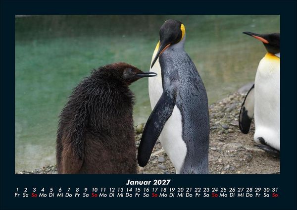 Produktbild: Tierkalender 2027 Fotokalender DIN A4