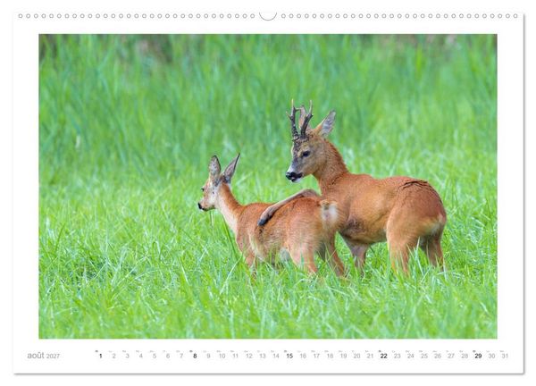 Produktbild: Un an avec des chevreuils (Calendrier mural 2027 DIN A2 vertical), CALVENDO calendrier mensuel