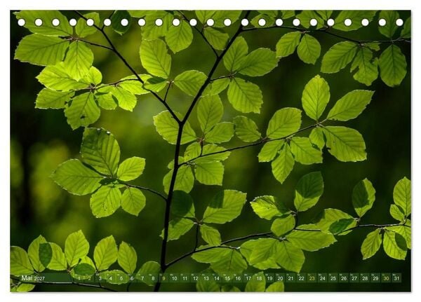 Produktbild: Spaziergang im Wald (Tischkalender 2027 DIN A5 quer), CALVENDO Monatskalender