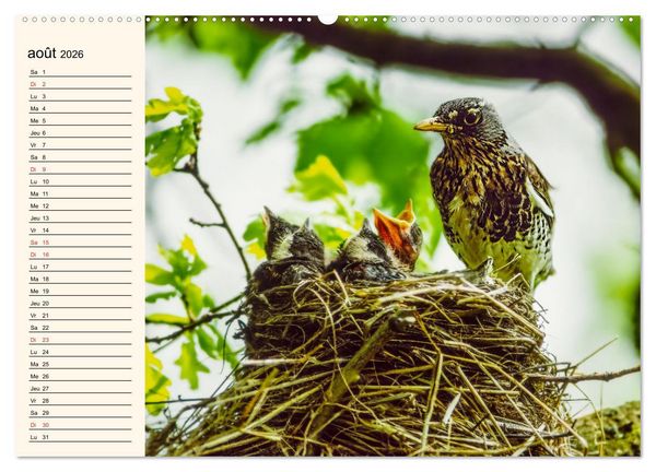 Produktbild: Notre nature sauvage, les passereaux d'Europe (Calendrier mural 2026 DIN A2 vertical), CALVENDO calendrier mensuel