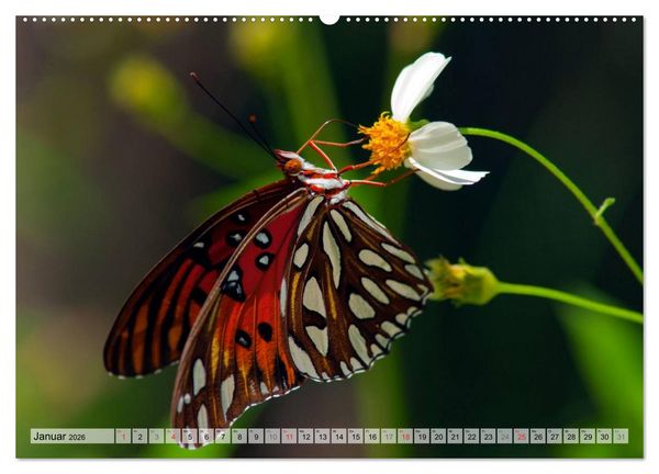 Produktbild: Schmetterlinge - zarte Gesch&ouml;pfe der Natur (hochwertiger Premium Wandkalender 2026 DIN A2 quer), Kunstdruck in Hochglanz