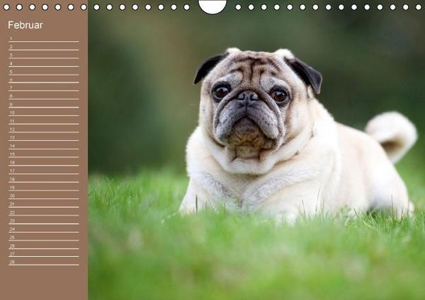 Produktbild: Ein Mops f&uuml;rs Herz (Wandkalender immerw&auml;hrend DIN A4 quer)