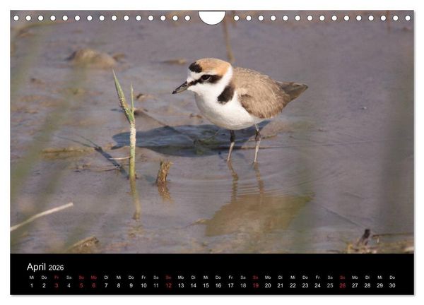 Produktbild: Limikolen Watv&ouml;gel auf dem Zug (Wandkalender 2026 DIN A4 quer), CALVENDO Monatskalender