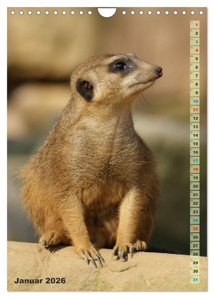 Produktbild: Erdm&auml;nnchen-Meerkats-Surikate (Wandkalender 2026 DIN A4 hoch), CALVENDO Monatskalender