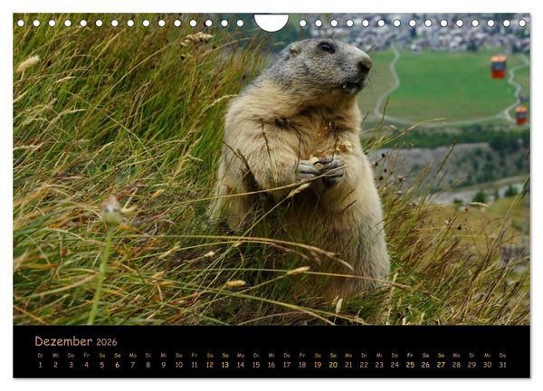 Produktbild: Wildlife - Verspielte Murmeltiere (Wandkalender 2026 DIN A4 quer), CALVENDO Monatskalender