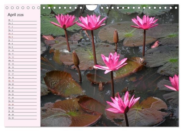 Produktbild: Lotos. Symbol f&uuml;r Reinheit und Kraft (Wandkalender 2026 DIN A4 quer), CALVENDO Monatskalender