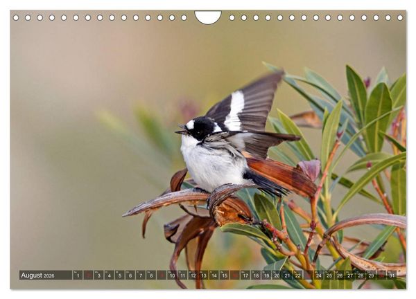 Produktbild: Heimische Singv&ouml;gel in Feld und Flur (Wandkalender 2026 DIN A4 quer), CALVENDO Monatskalender