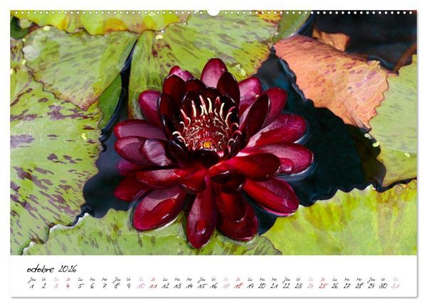 Produktbild: N&eacute;nuphars enchanteurs (Calendrier mural 2026 DIN A2 vertical), CALVENDO calendrier mensuel