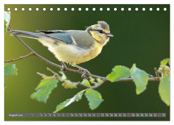 Produktbild: INNE BOTANIK - V&ouml;gel im Ruhrpott (Tischkalender 2026 DIN A5 quer), CALVENDO Monatskalender