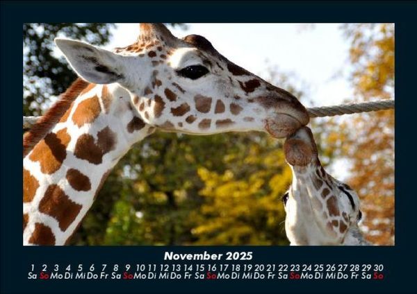 Produktbild: Giraffen 2025 Fotokalender DIN A5