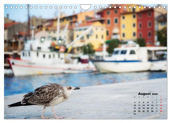 Produktbild: Wie ein Vogel in Rovinj! (Wandkalender 2026 DIN A4 quer), CALVENDO Monatskalender