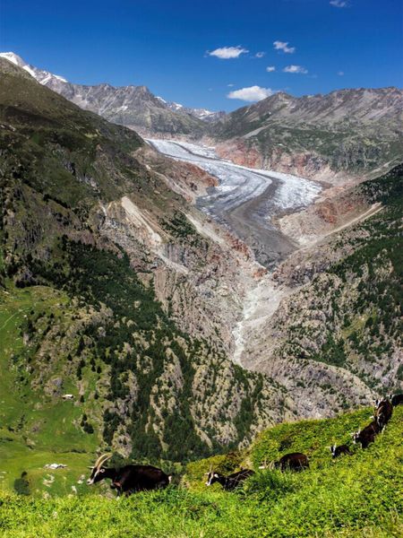 Produktbild: CALVENDO Puzzle Fieschergletscher (Wallis - Schweiz) | 1000 Teile Lege-Gr&ouml;&szlig;e 64x48cm Foto-Puzzle f&uuml;r gl&uuml;ckliche Stunden