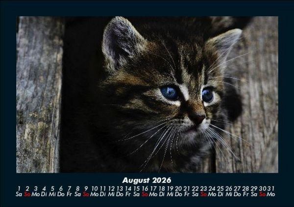 Produktbild: Haustierkalender 2026 Fotokalender DIN A5