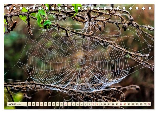 Produktbild: Spinnennetze - Wunder der Natur (Tischkalender 2026 DIN A5 quer), CALVENDO Monatskalender