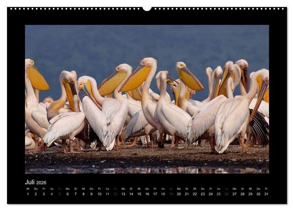 Produktbild: Wilde Tiere Afrikas (Wandkalender 2026 DIN A2 quer), CALVENDO Monatskalender