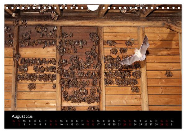 Produktbild: Flederm&auml;use - J&auml;ger der Nacht (Wandkalender 2026 DIN A4 quer), CALVENDO Monatskalender