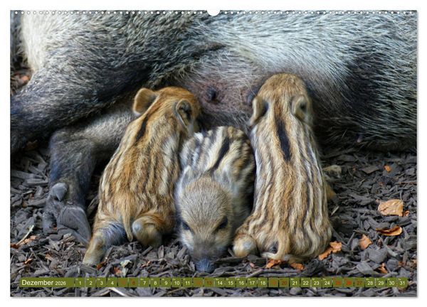 Produktbild: Wildschweins Kinderstube - Freche Frischlinge (Wandkalender 2026 DIN A2 quer), CALVENDO Monatskalender