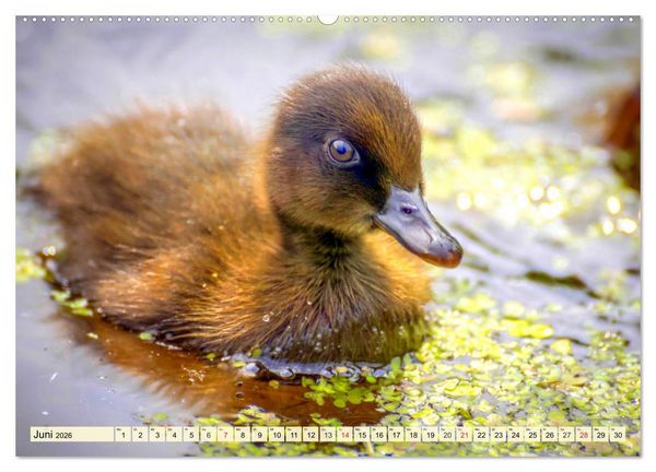 Produktbild: Enten. Beliebt, h&uuml;bsch und imposant (Wandkalender 2026 DIN A2 quer), CALVENDO Monatskalender