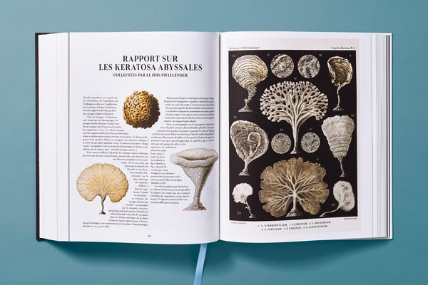 Produktbild: The Art and Science of Ernst Haeckel