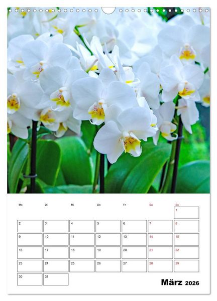 Produktbild: Orchideen - Tropische Sch&ouml;nheiten (Wandkalender 2026 DIN A3 hoch), CALVENDO Monatskalender