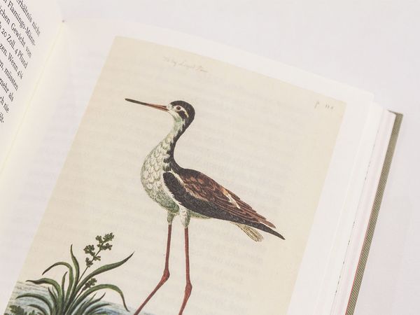 Produktbild: Die Erkundung von Selborne durch Reverend Gilbert White