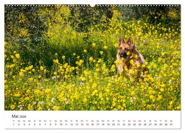 Produktbild: Sch&auml;ferhunde - Die gutm&uuml;tigen Wegbegleiter. (hochwertiger Premium Wandkalender 2026 DIN A2 quer), Kunstdruck in Hochglanz