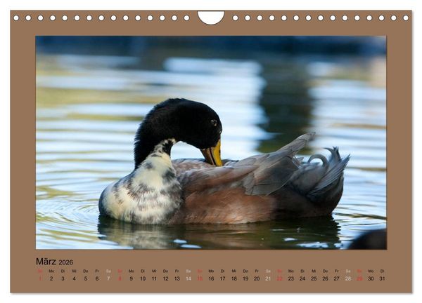 Produktbild: Laufenten immer was zu Schnattern (Wandkalender 2026 DIN A4 quer), CALVENDO Monatskalender