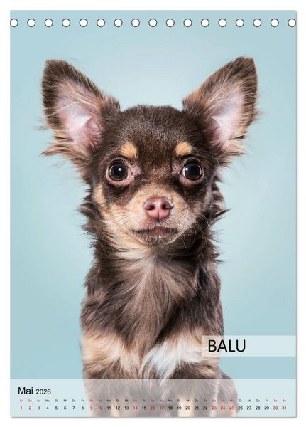 Produktbild: Hundekalender - Hunderassen im Portrait (Tischkalender 2026 DIN A5 hoch), CALVENDO Monatskalender