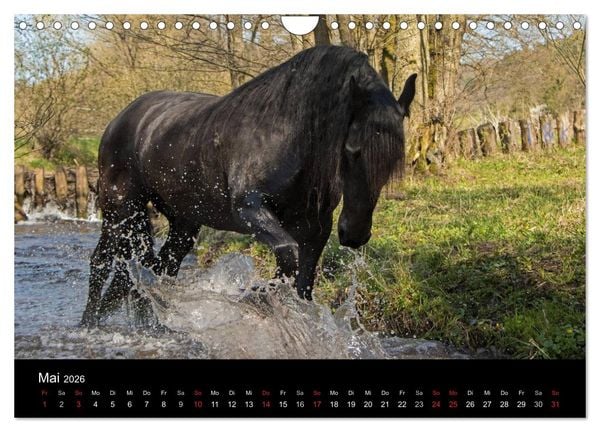 Produktbild: Friesen - Sch&ouml;nheit, Kraft und Eleganz (Wandkalender 2026 DIN A4 quer), CALVENDO Monatskalender