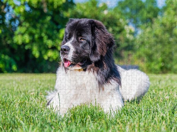 Produktbild: CALVENDO Puzzle Landseer auf der Wiese | 1000 Teile Lege-Gr&ouml;&szlig;e 64x48cm Foto-Puzzle f&uuml;r gl&uuml;ckliche Stunden