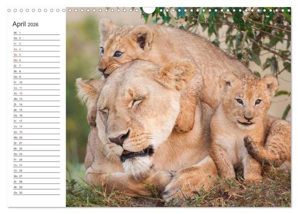 Produktbild: Emotionale Momente: L&ouml;wenbabys - so s&uuml;&szlig;. (Wandkalender 2026 DIN A3 quer), CALVENDO Monatskalender