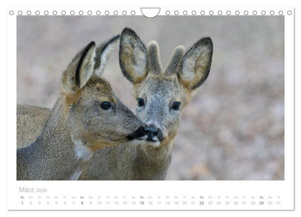 Produktbild: Rehwild 2026 (Wandkalender 2026 DIN A4 quer), CALVENDO Monatskalender