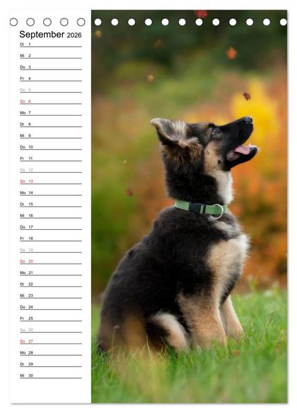 Produktbild: Deutscher Sch&auml;ferhund - unser bester Freund (Tischkalender 2026 DIN A5 hoch), CALVENDO Monatskalender